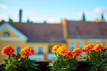 Wall Mural - Front garden on the veranda. Flowers in pots with a city on the background