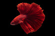 © Digital Art Studio - Beautiful movement of red betta fish, Siamese fighting fish, Cupang,  Halfmoon betta (Rosetail), Rhythmic of betta splendens isolated on black background.