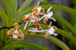 Orchidee (phalaenopsis amboinensis)
