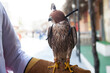 Doha,Qatar, May 01,2022:  Arabian falcons are used for hunting but also as a pet in the Gulf countries. 