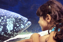 Enfant En Admiration Devant L'aquarium 