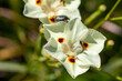 Dietes Bicolor African Iris