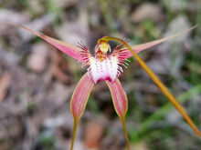 Hybrid Spider Orchids Are Hard To Distinguish, White And Rusty Perhaps