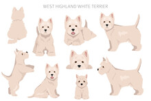 West Highland White Terrier Clipart. Different Poses, Coat Colors Set