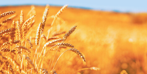 Wall Mural - Spikes of ripe wheat in sun close-up with soft focus. Ears of golden wheat in beautiful cereals field in nature.