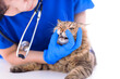 © Tom Wang - Veterinarian examining cute cat teeth in clinic