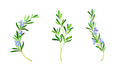 Wall Mural - Collection of rosemary plant flowering twigs. Fragrant spice herb vector illustration