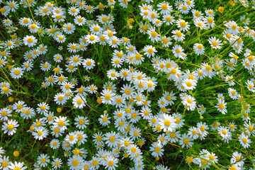 Poster - Beautiful background image of glade of bright blooming daisies (Matricaria recutita) on summer warm sunny day. A lot of flowers of daisies top view.