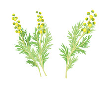 Artemisia Mongolica, Siberian Herbs Set. Flowering Herbaceous Medicinal Plant Vector Illustration