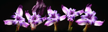 Small Purple Flowers, Panorama On Black Background, Studio Shot.