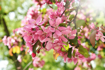 Wall Mural - Flowering branch of the Heavenly pink apple tree