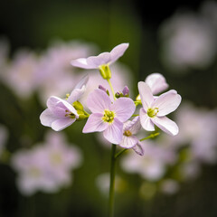 Wall Mural - Closeup shot of blooming cuckoo-flowers (cardamine pratensis)