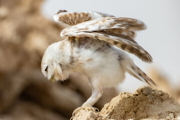 Sticker - Shallow focus of an adorable brown small owl perching on the rock