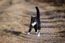 Domestic Black White Cat Walking In Sweden
