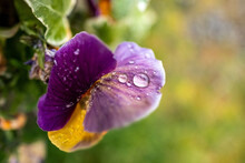 Macro Shot Of Dewdrops On Purple Petals Of A Pansy