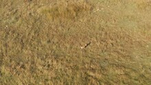 Aerial Footage Of A Lonely Blesbuck Walking On A Grass Plain