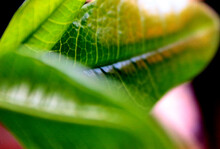 Close Up Of A Leaf