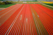 Aerial view of the colorful tulip fields in Keukenhof, Lisse at sunrise in Netherlands