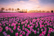 Sunrise landscapes of a pink tulip field in Keukenhof, Lisse at sunrise in Netherlands