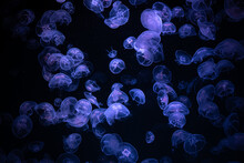 Beautiful Light Reflection On Jellyfish In The Aquarium.