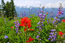 Green Meadow With Red And Violet Alpine Flowers, Violet Arctic Lupine And Red Paintbrushes
