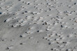 Shells in windblown sand on South Carolina beach