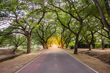 Landscape Of Straight Road Under The Tunnel Trees, Phra Nakhon Si Ayutthaya Historical Park, Thailand