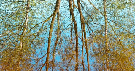 Wall Mural - Trees that Standing In Water During Spring Flood floodwaters. Reflection of Trees woods in Water deluge During A Spring Flood. Beautiful spring landscape with reflection in river. inundation Lake Or