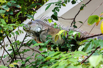 Sticker - Selective of a green iguana (Iguana iguana)