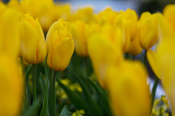 Canvas Print - Tulips