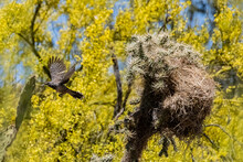 Cactus Wren (Campylorhynchus Brunneicapillus) Leaving Its Nest In A Munz's Cholla (Cylindropuntia Munzii)