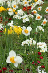 Poster - Tulipes jaune saumon et narcisse blancs dans un massif	