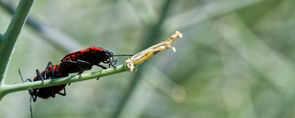 Wall Mural - Gendarme - Pyrrhocoris apterus - accouplement