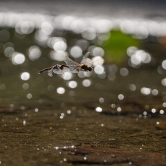 Wall Mural - Closeup shot of dragonflies with blurred background