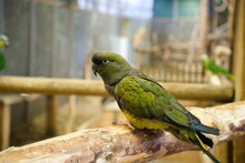 Zielona Papuga