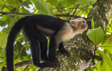 Closeup of a Gracile capuchin on the tree.