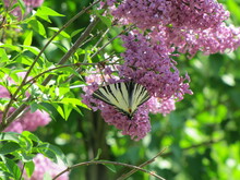 Butterfly Scarce Swallowtail (Iphiclides Podalirius) On Lilac Flowers