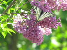 Butterfly Scarce Swallowtail (Iphiclides Podalirius) On A Lilac