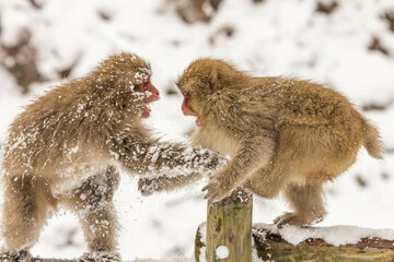 Poster - Selective of Japanese macaques (Macaca fuscata) in a snowy area