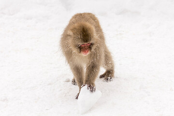 Poster - Selective of a Japanese macaque (Macaca fuscata) in a snowy area