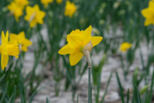 Yellow Flower Of Narcissus Against The Background Of Other Flowers In Spring In The Field, Large Bud Of Narcissus Pale Yellow With Green Grass