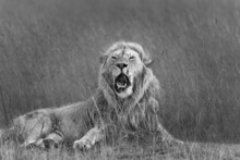 Grayscale Shot Of A Lion Lying In A Grassland