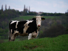 Black And White Friesian Cow On Farmland White Shot