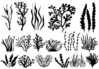 Wall Mural - algae set silhouette, on white background, isolated, vector