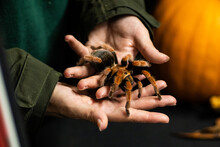 Closeup Shot Of A Person Holding A Tarantula