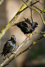 Starlings, Couple Of Funny Wet Birds Sit On A Branch And Shake Humid Feathers