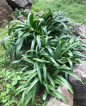 Green Leaves Of Agapanthus Praecox Or Lily Of The Nile In Garden
