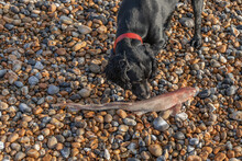 Black Working Cocker Spaniel Smells A Dead Dogfish On The Beach