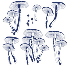 Set Of Toadstool Blue Mushrooms On A White Background