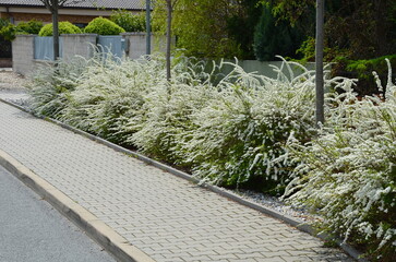 It is a shrub This compact deciduous shrub growing to a height of 1.5 m and wide bears in the spring along the arched stems small lanceolate leaves and a few white flowers at the side of the road